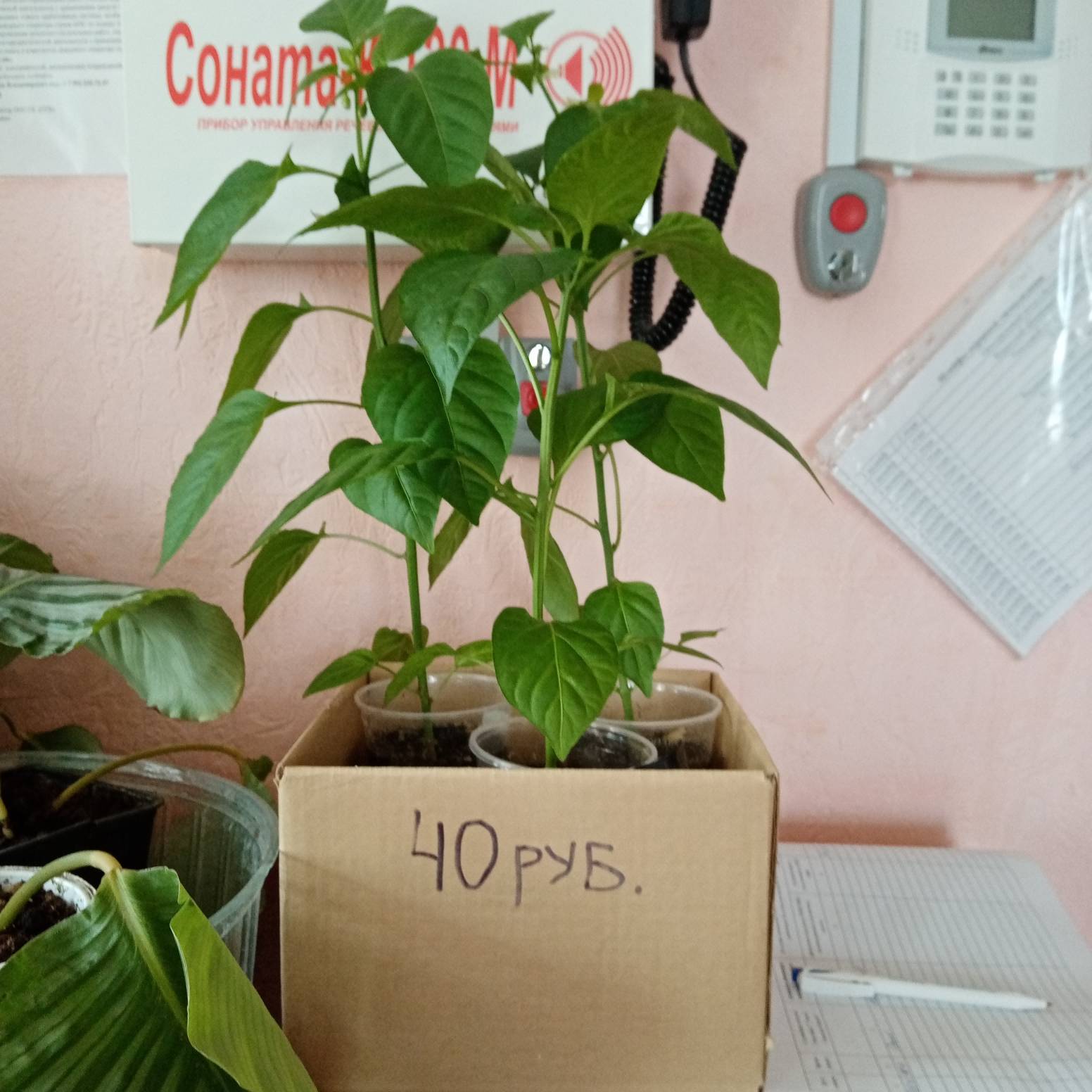 Ярмарка